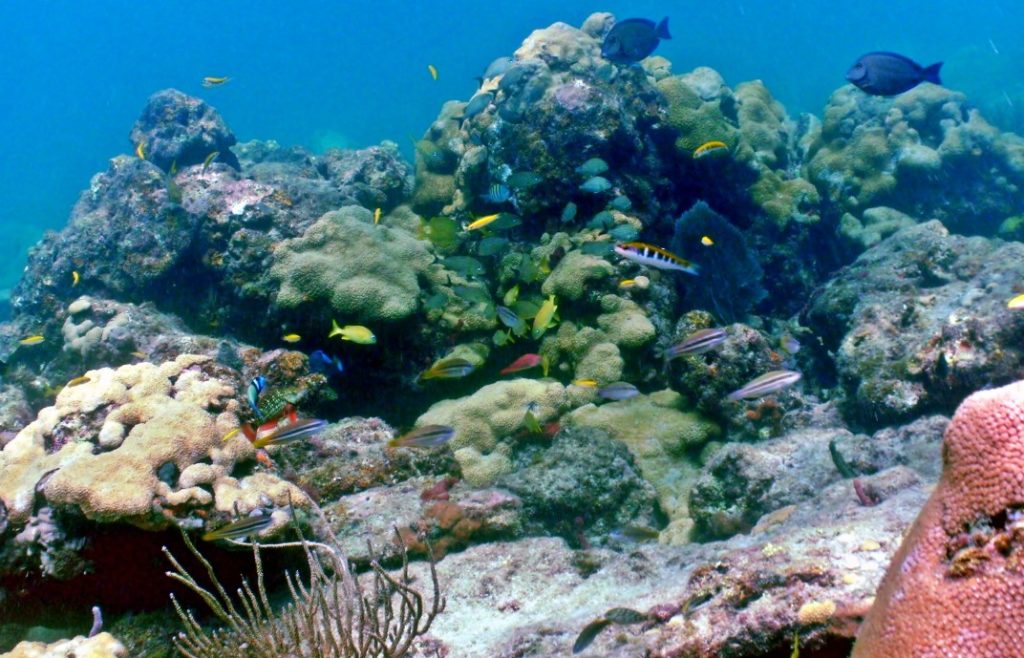 Florida's Reef